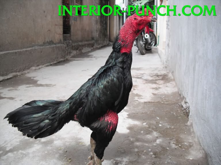 Đá Gà Trực Tiếp - lc79